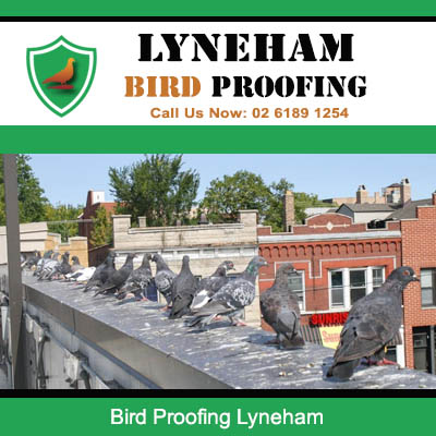 Multiple birds gathering on commercial property roof before bird proofing treatment in Lyneham